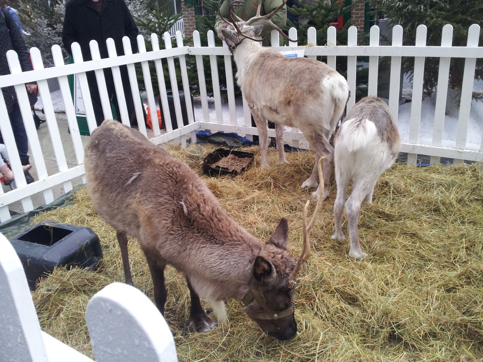 Reindeer's in Westfield